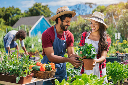 community vegetable garden